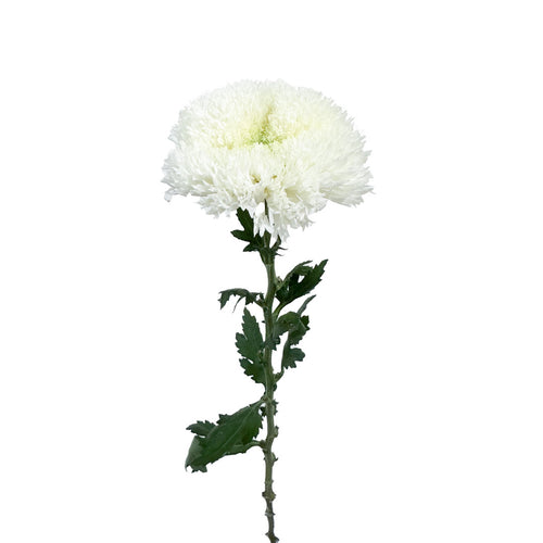 Etrusko White Cremon