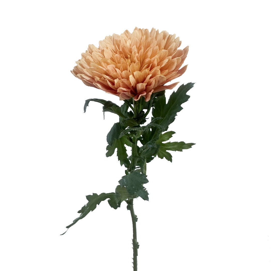 Cremon Veronica Salmon | Sami Sacha Flowers