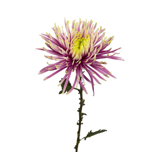 Baltazar Spider Mums