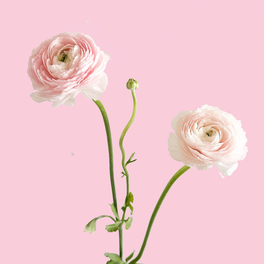 Cloni Favola Ranunculus