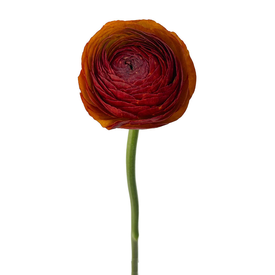 Ranunculus Success Brownie | Sami Sacha Flowers