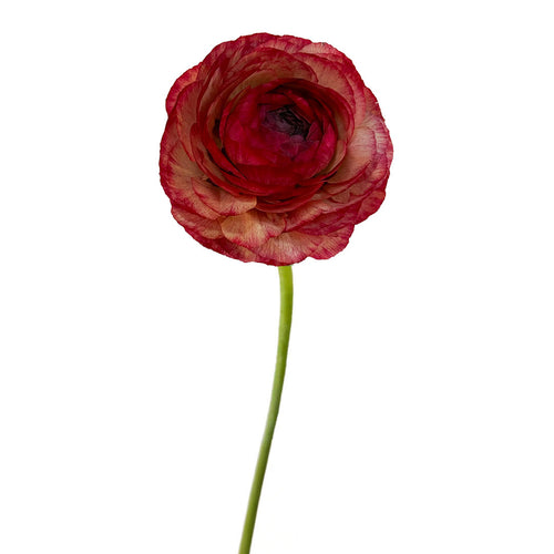 Success Vintage Ranunculus