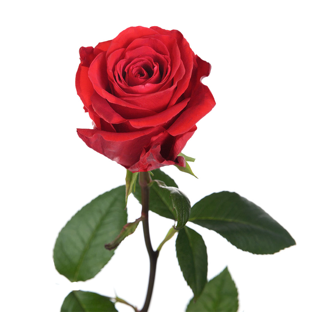 Devotion Rose Devotion Rose | Sami Sacha Flowers