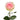 Esperance Rose