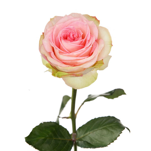 Esperance Rose