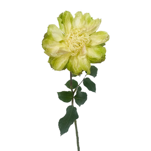 Veggie Rose