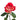 Cinderella Rose