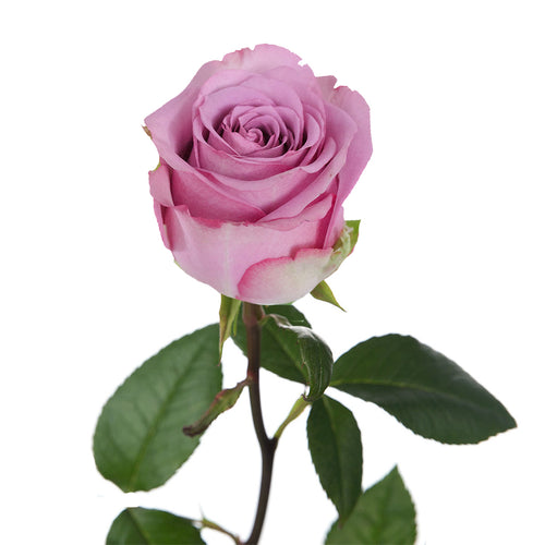 Cool Water Rose