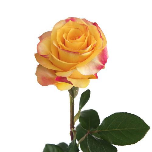 Easy Fashion Rose