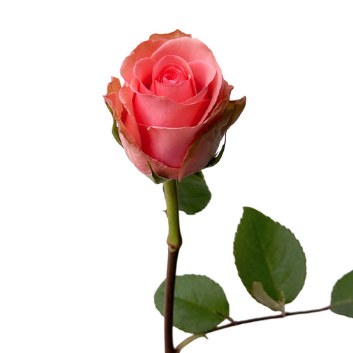 Flirty Rose