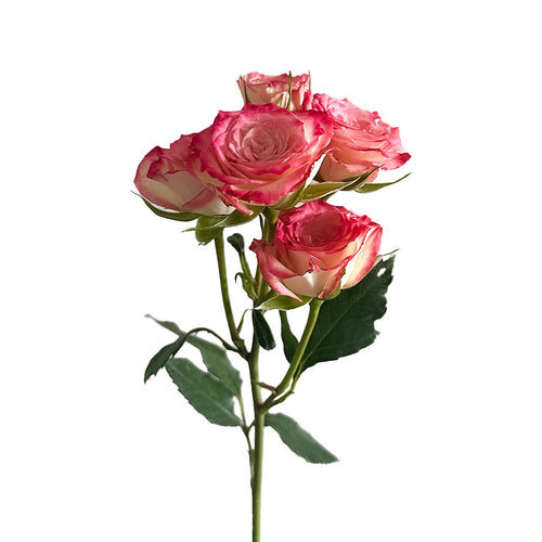 Electra Spray Rose