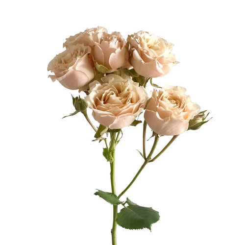 Sahara Sensation Spray Rose