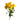Sun City Spray Rose