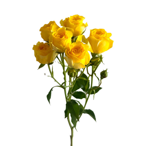 Sun City Spray Rose