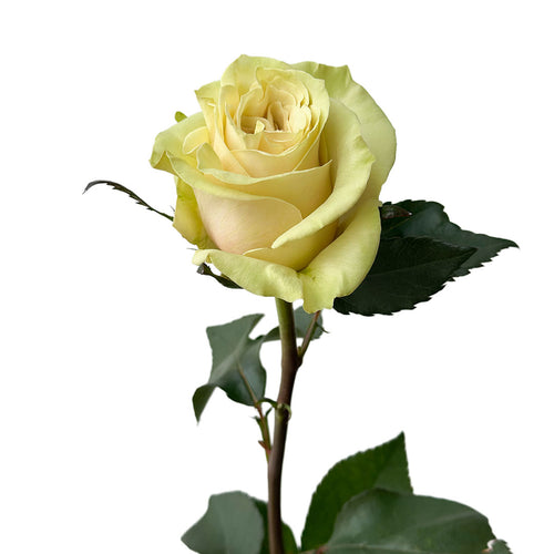 Spectra Garden Rose