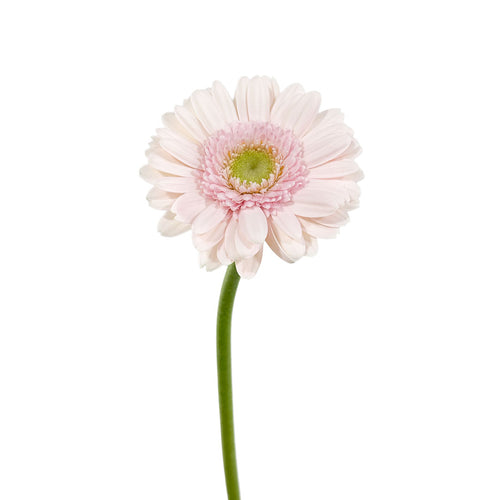 Bridal Kimsey Gerbera