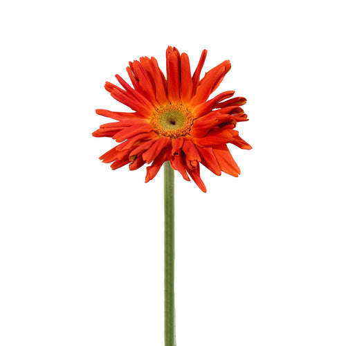 Mini Gerbera Marinara