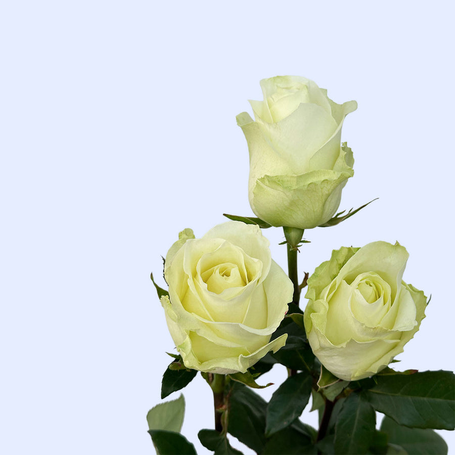 Mojito Rose