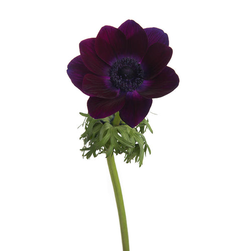 Burgundy Anemones