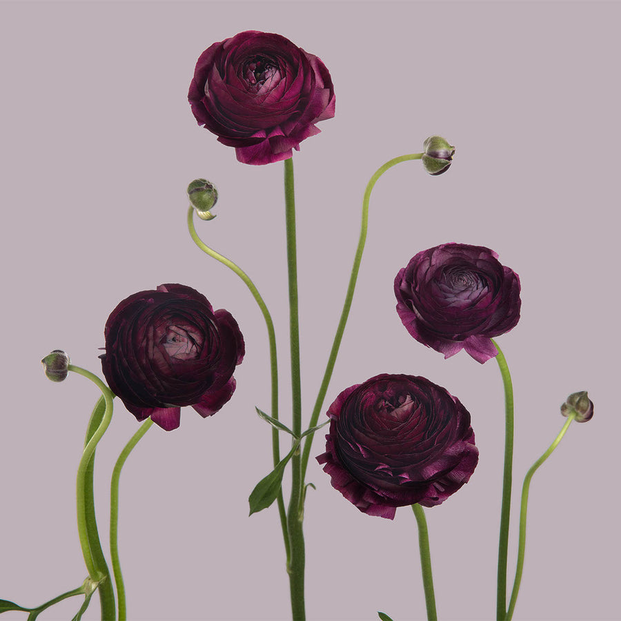 Elegance Burgundy Ranunculus