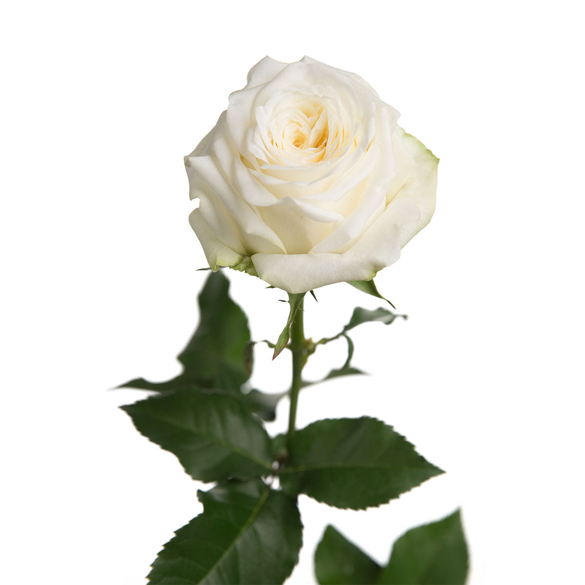 Candlelight Roses Candlelight Garden Rose | Sami Sacha Flowers