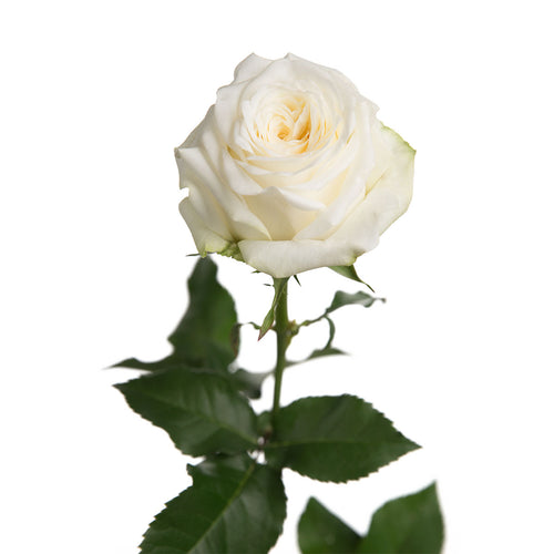 Candlelight Garden Rose