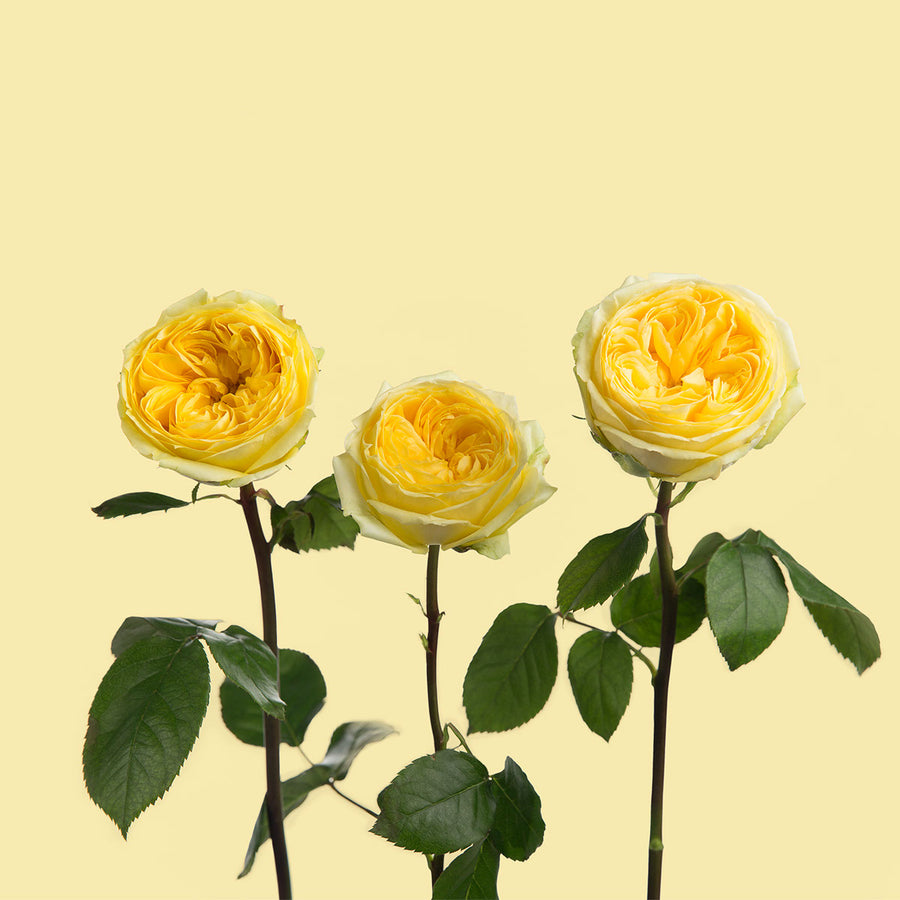 Catalina Garden Rose