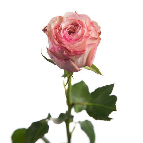 Charming Corneille Garden Rose
