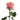 Charming Corneille Garden Rose