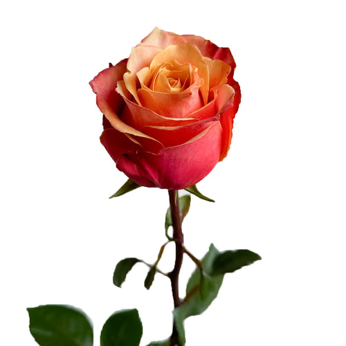 Cherry Brandy Rose