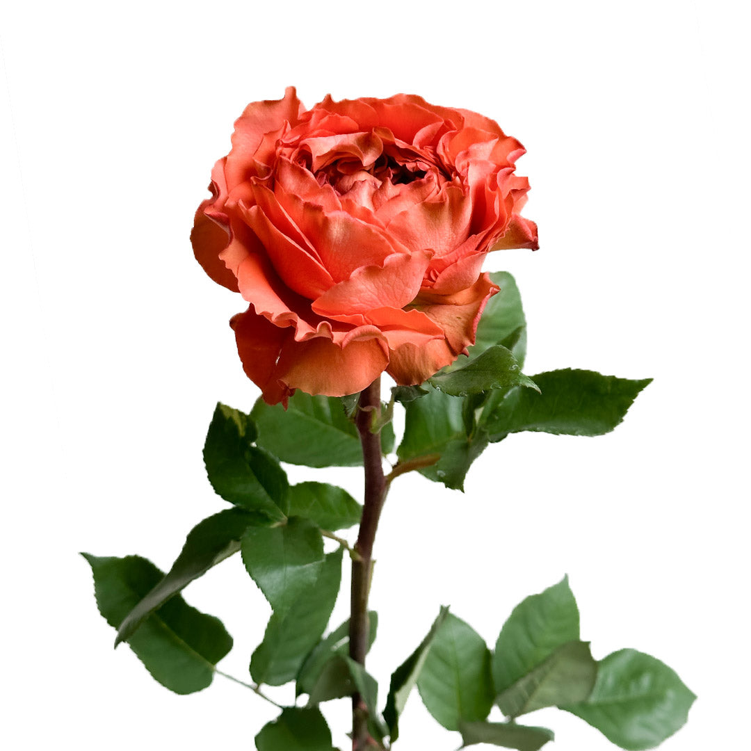 Corel Roses Coral Xpression Garden Rose | Sami Sacha Flowers