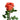 Coral Xpression Garden Rose