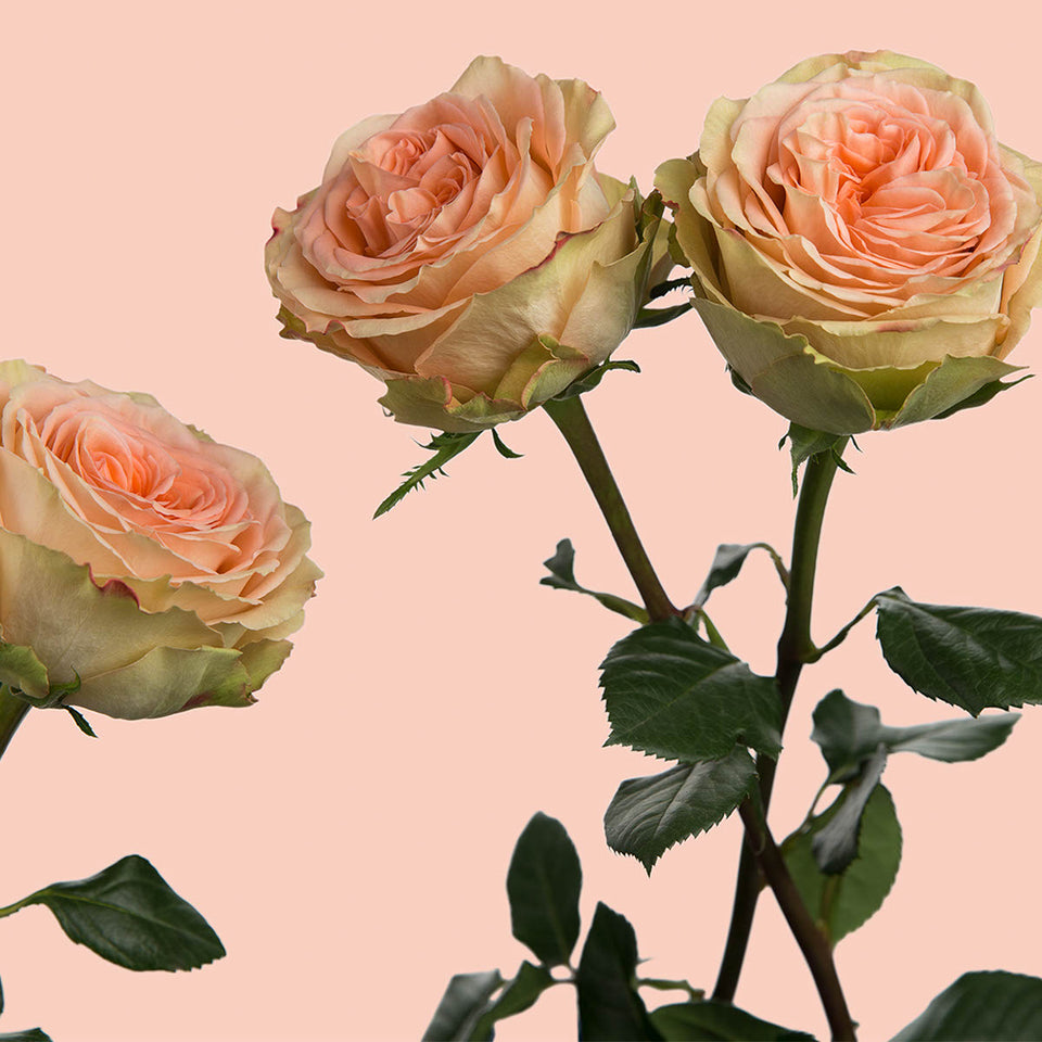 Country Home Garden Rose | Sami Sacha Flowers