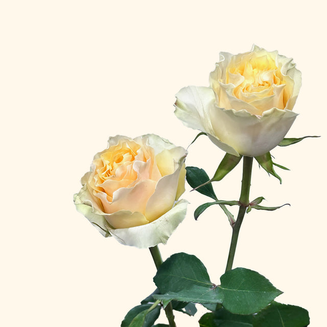 Cream Carpediem Garden Rose | Sami Sacha Flowers