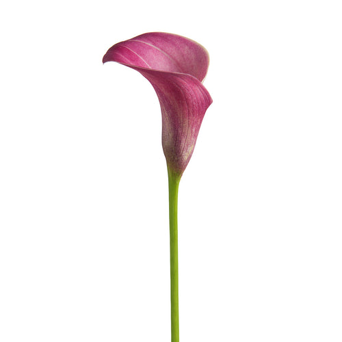 Denver Mini Callas