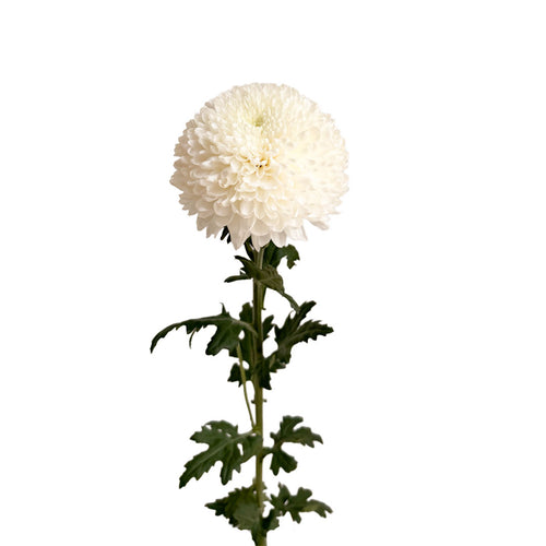 Disbud Ball Halina