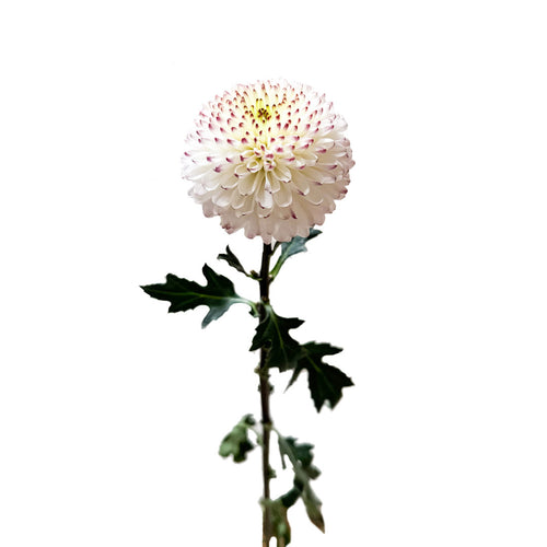 Disbud Cappuccino