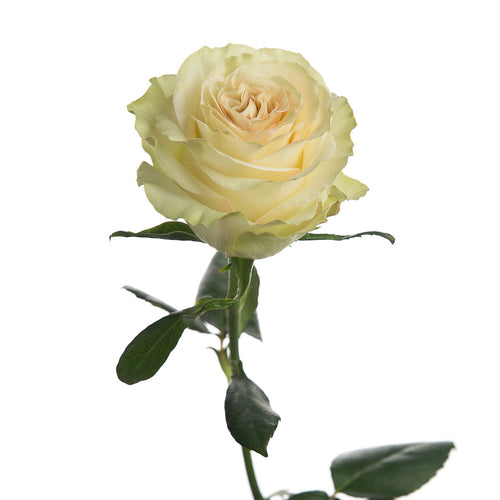 Dynamic Garden Rose