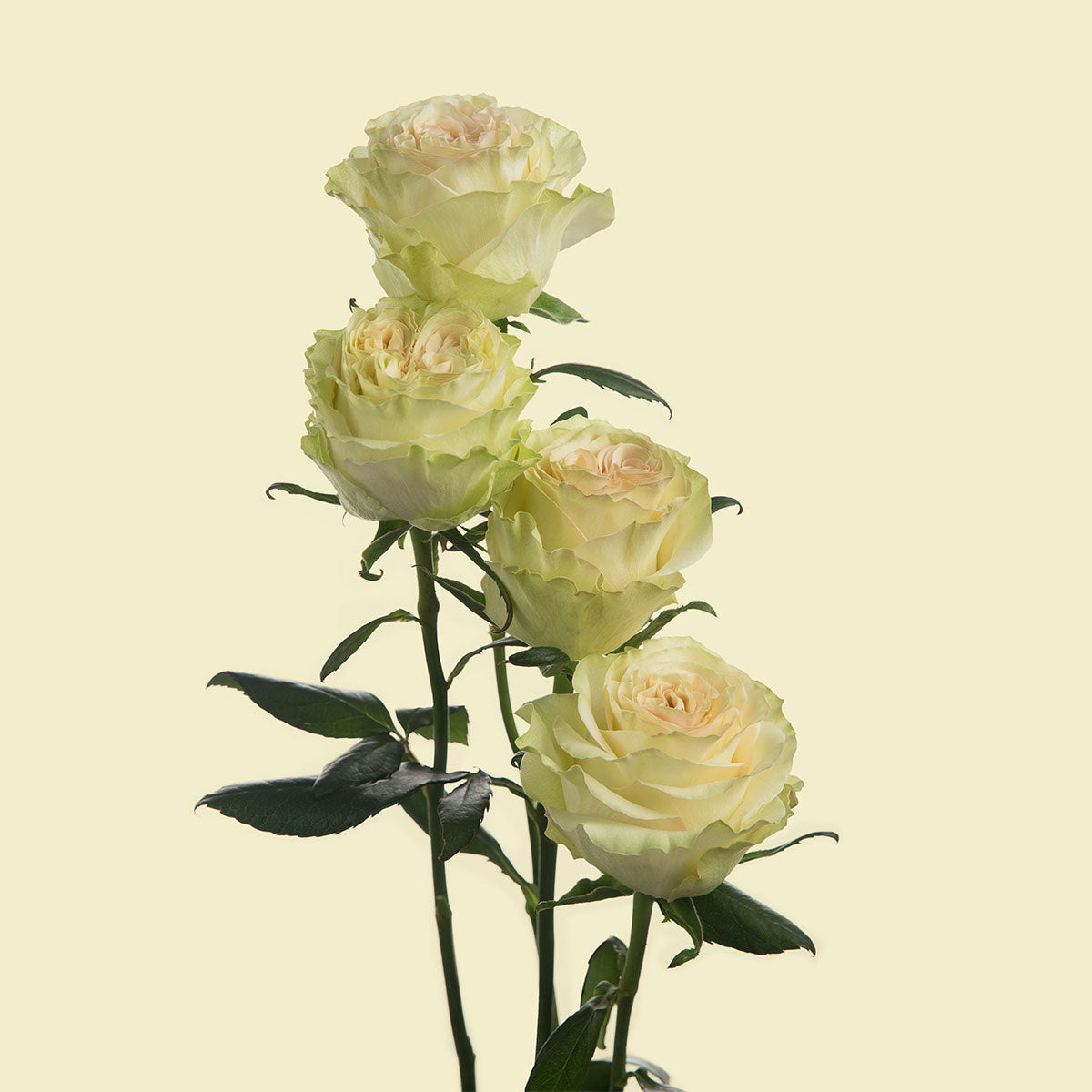 Dynamic Garden Rose | Sami Sacha Flowers