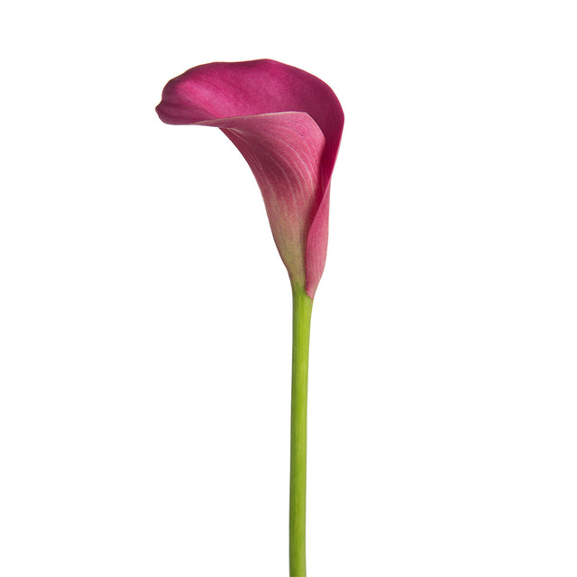 Hot Pink Mini Callas | Sami Sacha Flowers