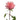 Mayra Flamingo Garden Rose