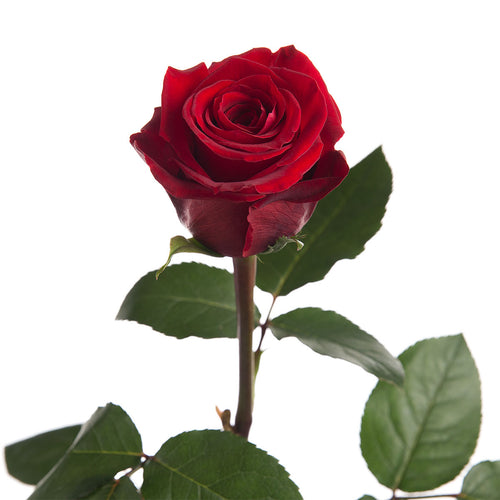 Fortuna Rose