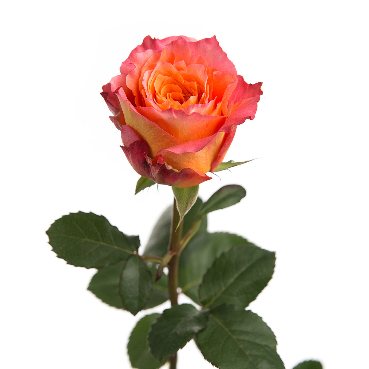 Free Spirit Garden Rose | Sami Sacha Flowers