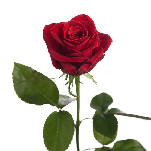 Freedom Rose