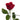 Red Roses
