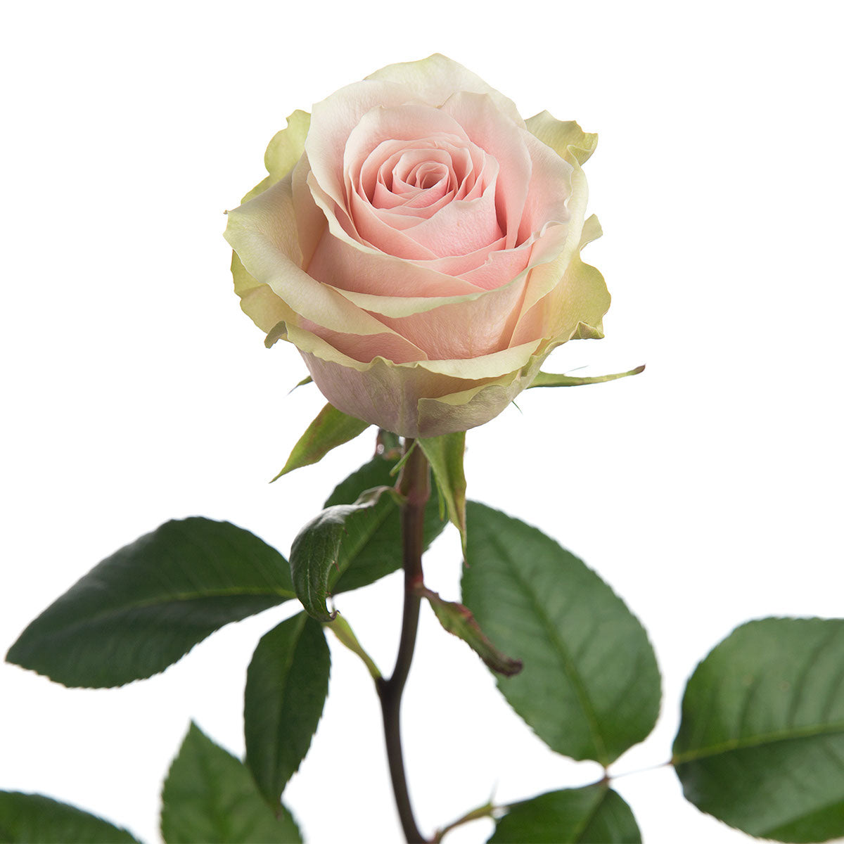 Frutetto Roses | Sami Sacha Flowers