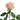 Frutetto Rose