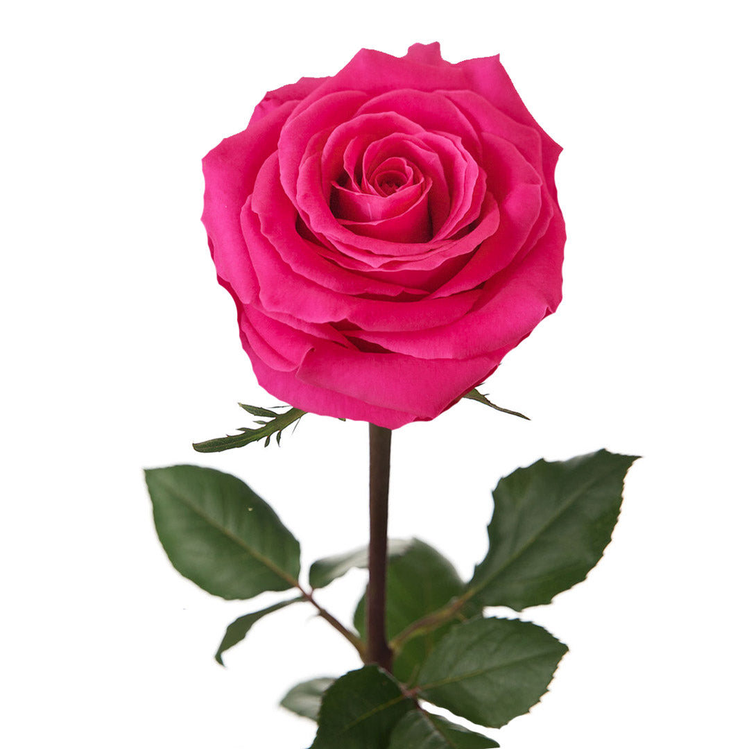 Full Monty Rose | Sami Sacha Flowers