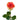 Funky Cold Medina Rose