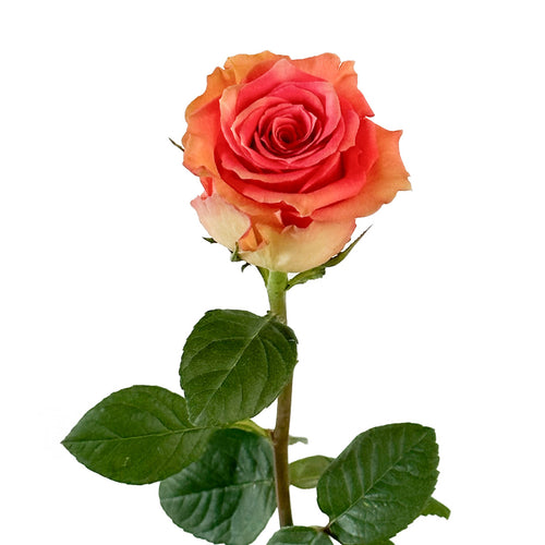 Funky Cold Medina Rose